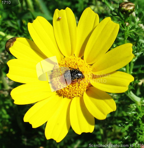 Image of Beetle daisy