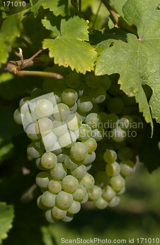 Image of Wine grapes