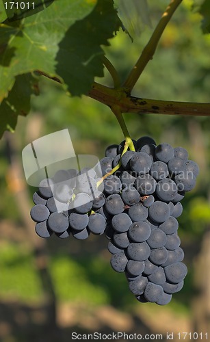 Image of Wine grapes