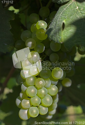 Image of Wine grapes