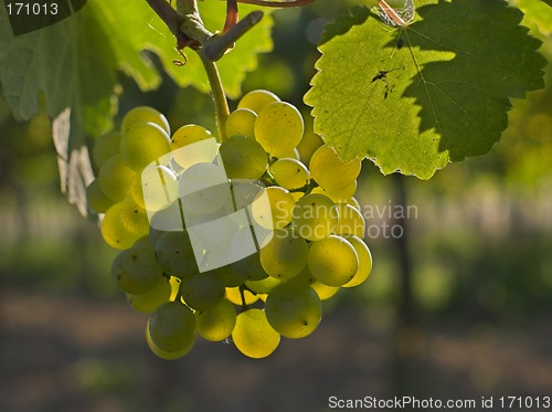 Image of Wine grapes