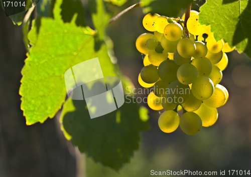 Image of Wine grapes