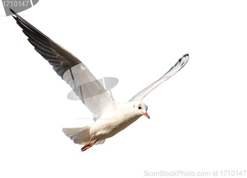 Image of Seagull isolated