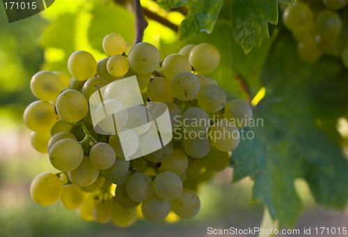 Image of Wine grapes