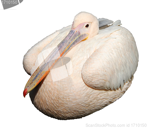 Image of Pelican isolated