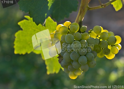 Image of Wine grapes