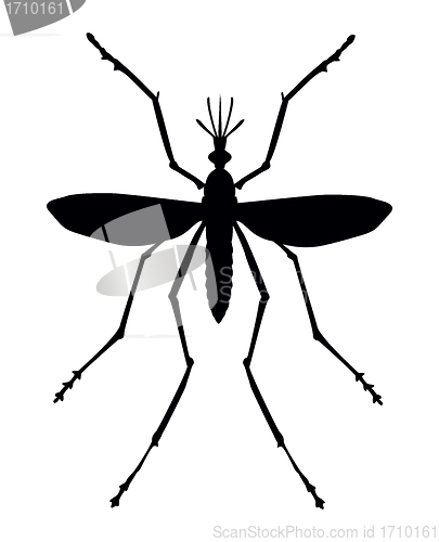 Image of Mosquito