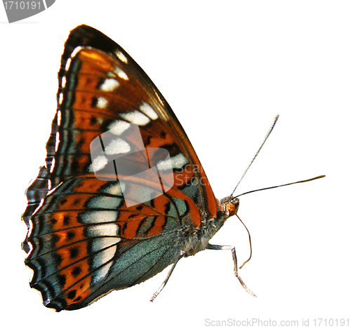 Image of Butterfly isolated