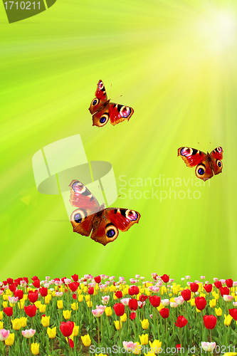 Image of spring tulips and butterflies on the green against the sun