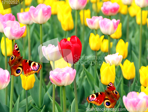 Image of spring tulips