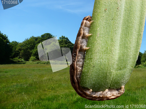 Image of Caterpillar On Leaf With Countryside Background