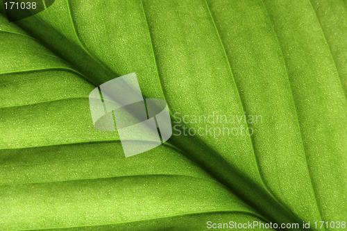 Image of Green leaf