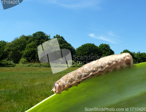 Image of Caterpillar On Leaf With Countryside Background