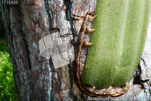 Image of Caterpillar On Leaf With Countryside Background