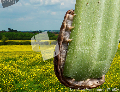 Image of Caterpillar On Leaf With Countryside Background