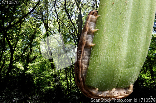 Image of Caterpillar On Leaf With Countryside Background