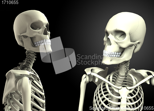 Image of Two Skulls Looking At Each Other