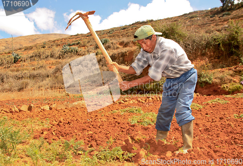 Image of Carrot Harvest. Peru