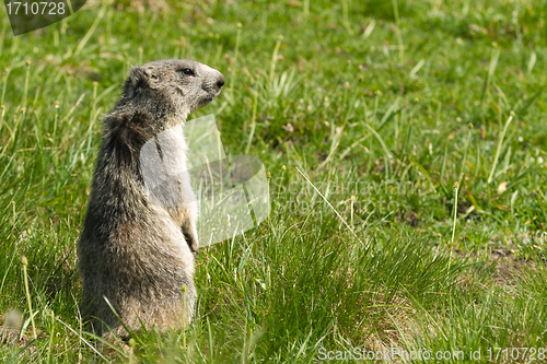 Image of marmot in the alps