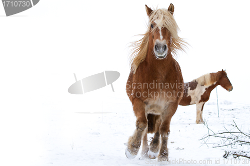 Image of Horse in snow