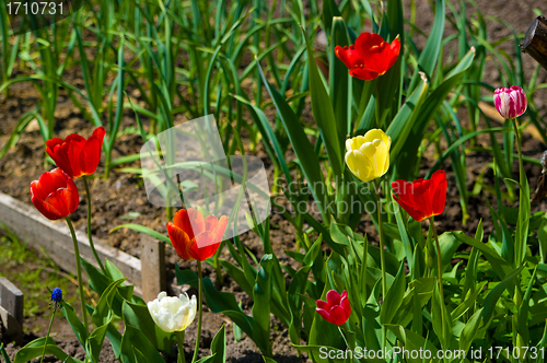 Image of tulips