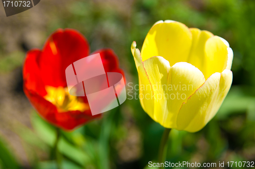 Image of tulips