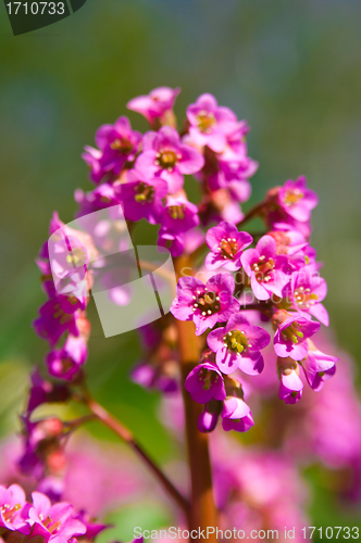 Image of spring flower