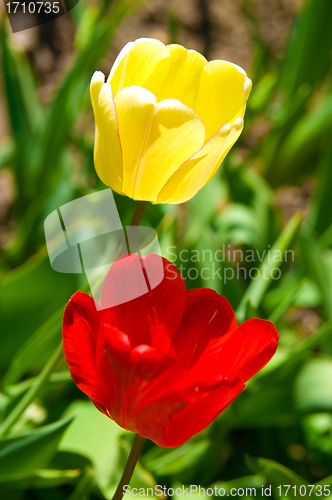 Image of tulips