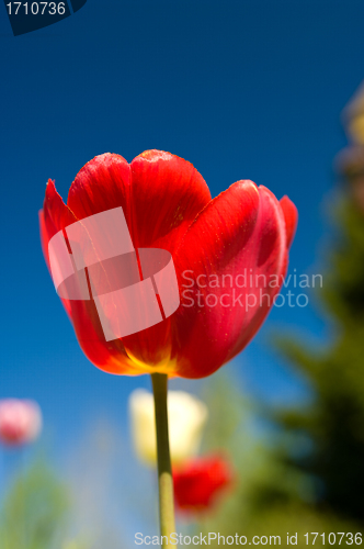 Image of red tulip
