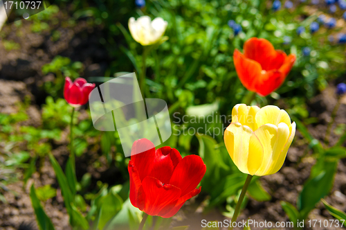 Image of tulips