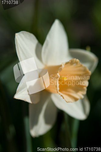 Image of Daffodil