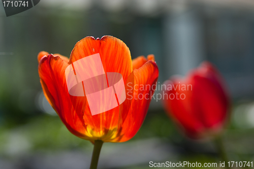 Image of tulips