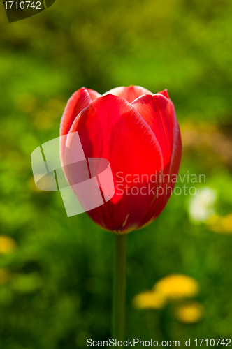 Image of red tulip