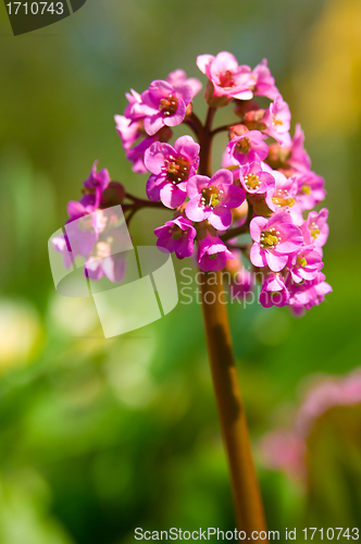 Image of spring flower