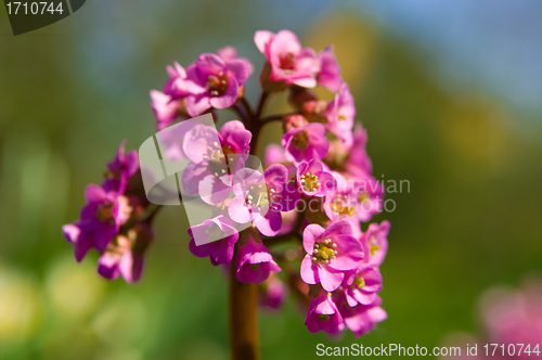 Image of spring flower