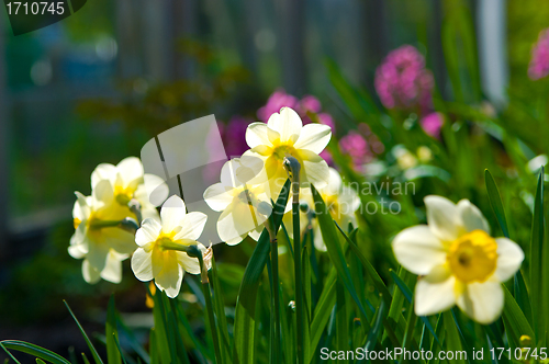 Image of Daffodil