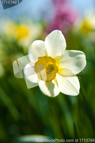 Image of Daffodil