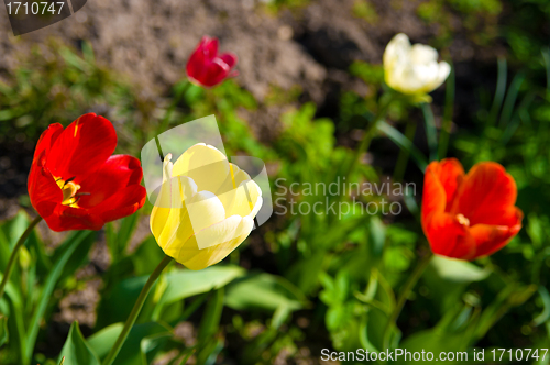 Image of tulips