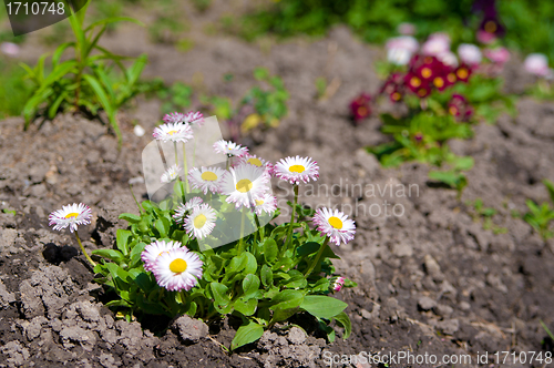 Image of beautiful dog-daisies