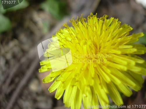 Image of dandelion