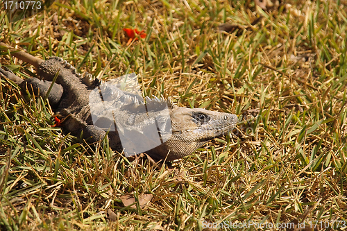 Image of Iguana