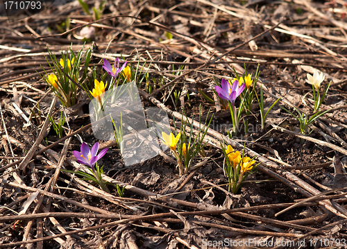 Image of  Snowdrop first spring flowers