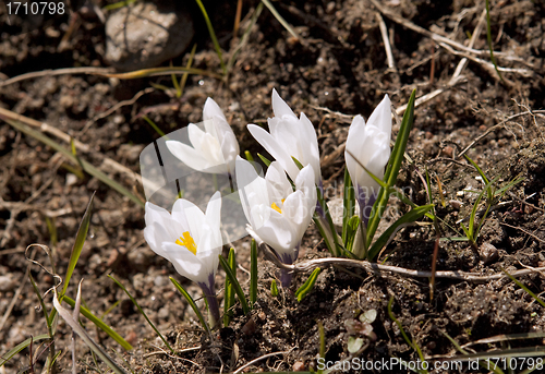 Image of First spring flowers