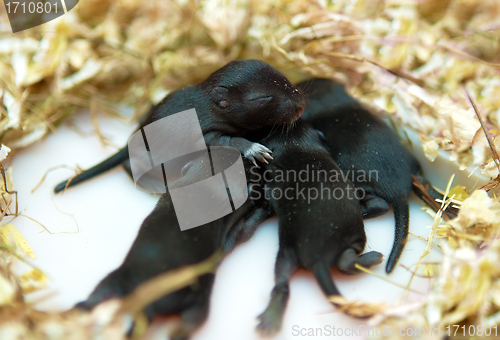 Image of small mouse babies in their nest