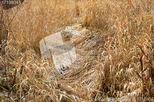 Image of Dry grass as a natural background