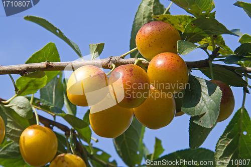 Image of mellow mirabelles