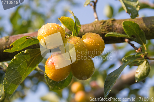 Image of mellow mirabelles