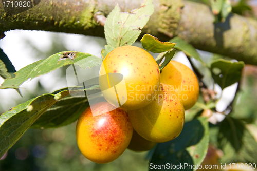 Image of mellow mirabelles