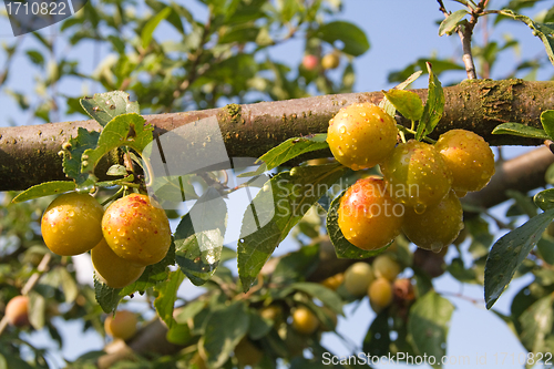 Image of mellow mirabelles