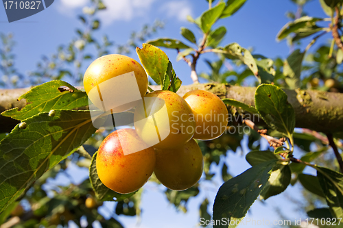 Image of mellow mirabelles